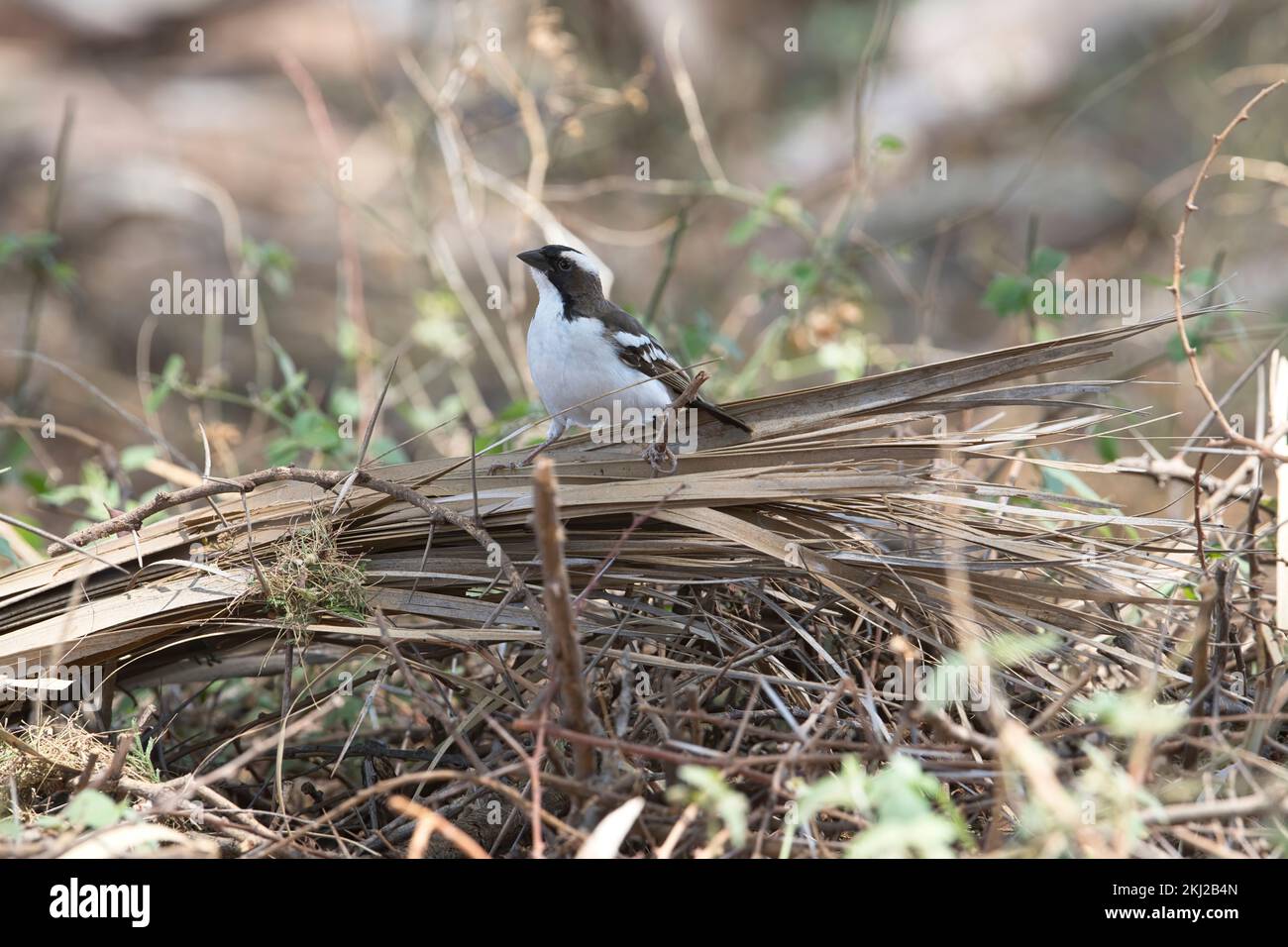 White-browed sparrow-weaver (Plocepasser mahali) Stock Photo