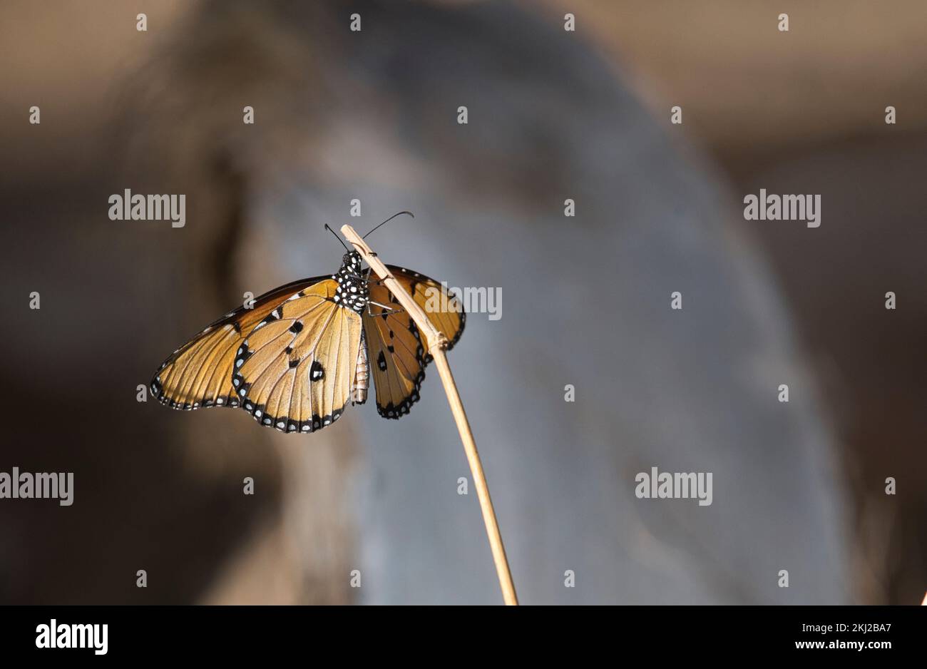 African monarch or Plain tiger (Danaus chrysippus) Stock Photo