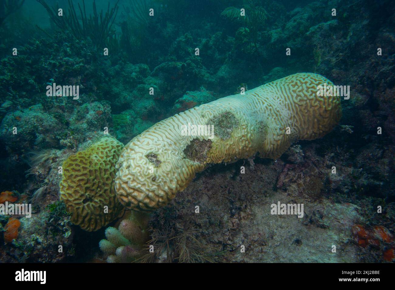 Coral bleaching underwater in the Florida Keys Stock Photo