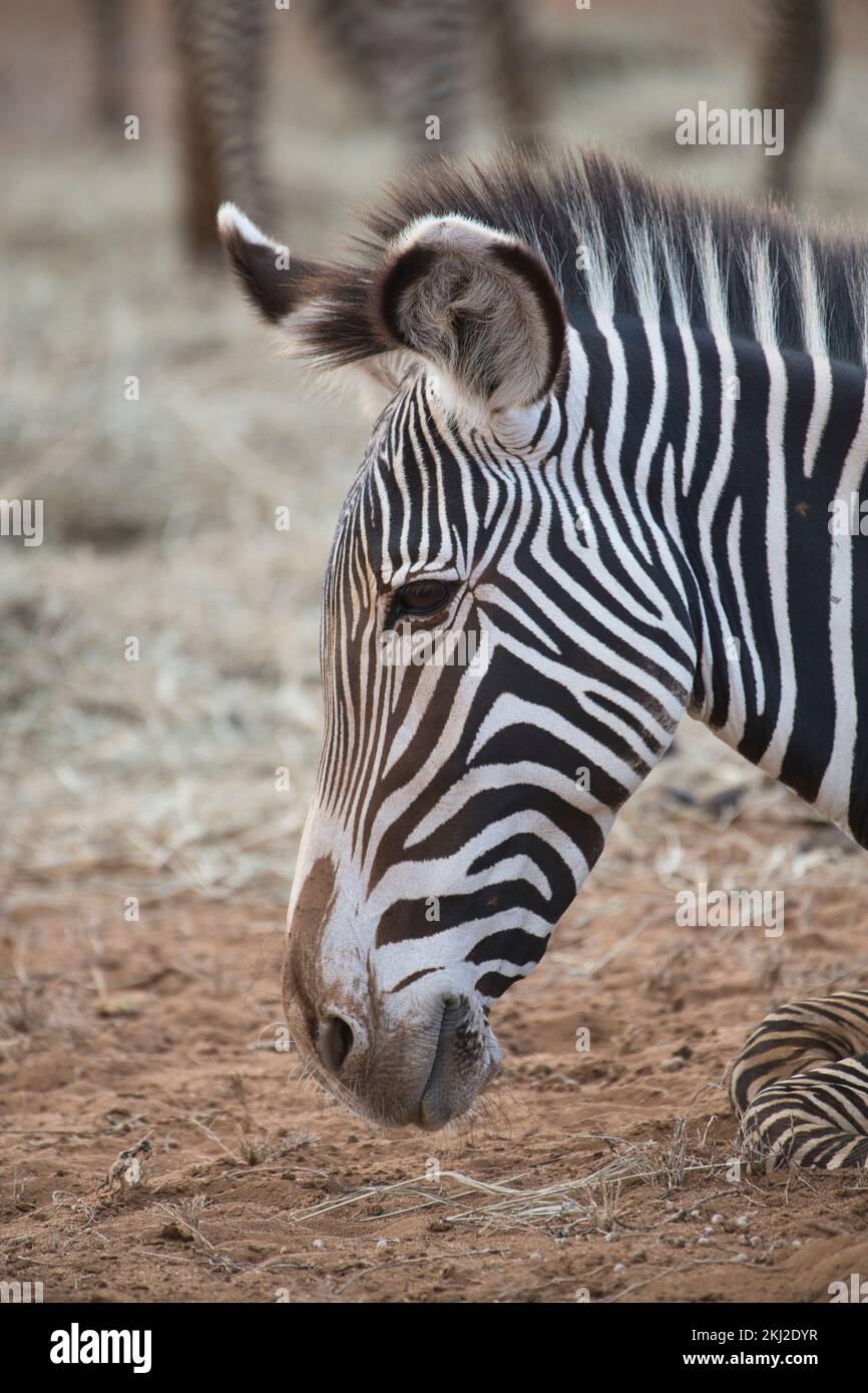 Grevy's zebra (Equus grevyi), head of adult Stock Photo