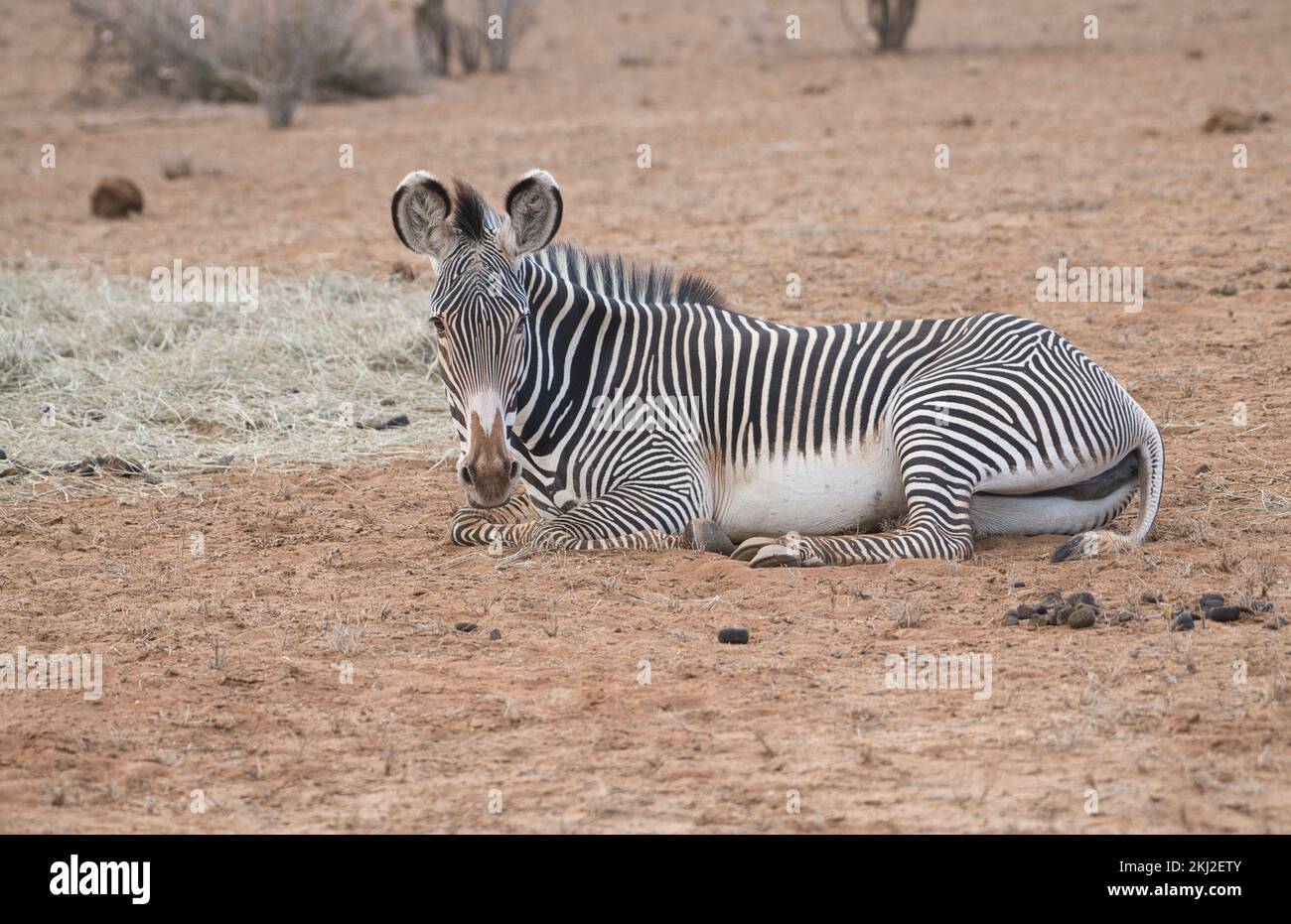 Grevy's zebra (Equus grevyi) Resting and digesting after eating hay put out during a drought in Samburu National Reserve, Kenya Stock Photo