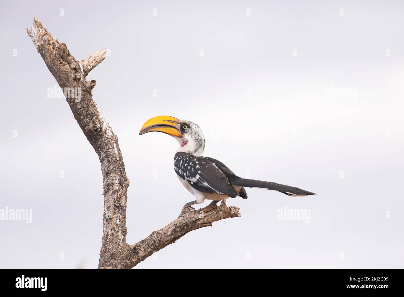 Eastern yellow-billed hornbill (Tockus flavirostris), adult male showing a rose-pink throat patch Stock Photo