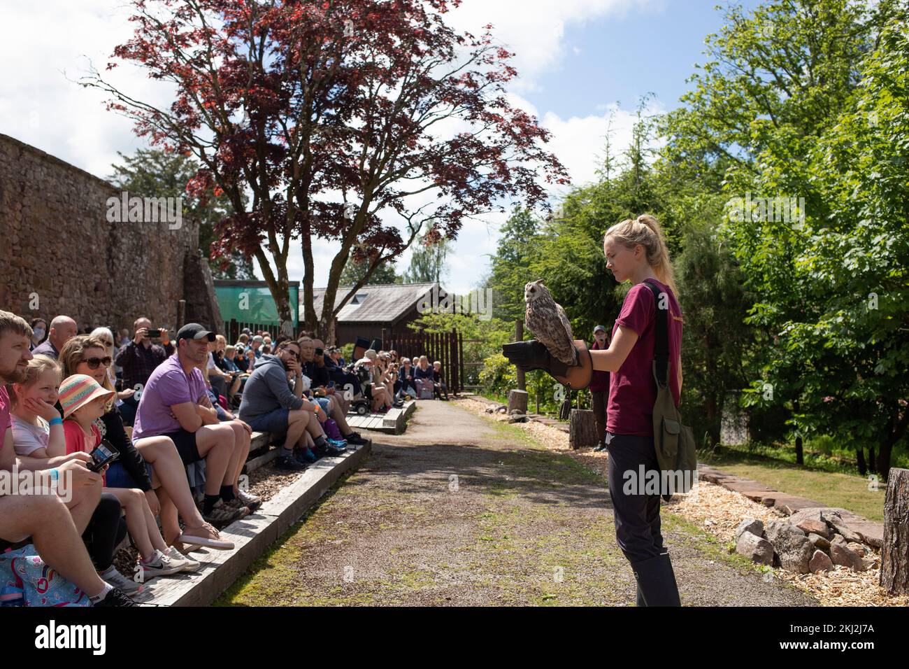 An Owl demonstration at Muncaster Castle in the Western Lake District. -  Hawk and Owl Centre Stock Photo