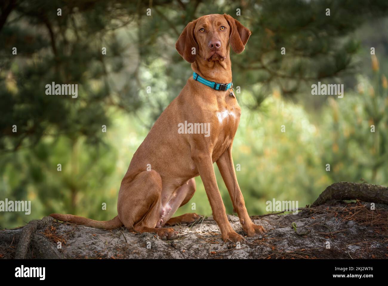 Vizsla face hi res stock photography and images Page 6 Alamy