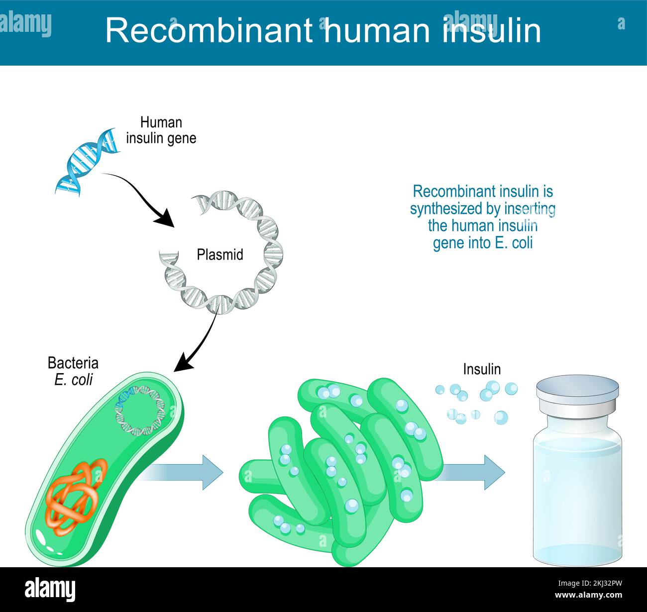 recombinant DNA technology. Recombinant human insulin is synthesized in laboratory by inserting a human insulin gene into Plasmid of bacteria E. coli Stock Vector