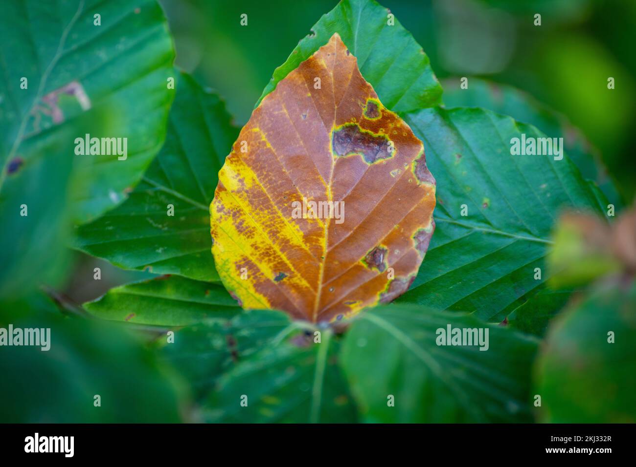 End of Summer Stock Photo - Alamy