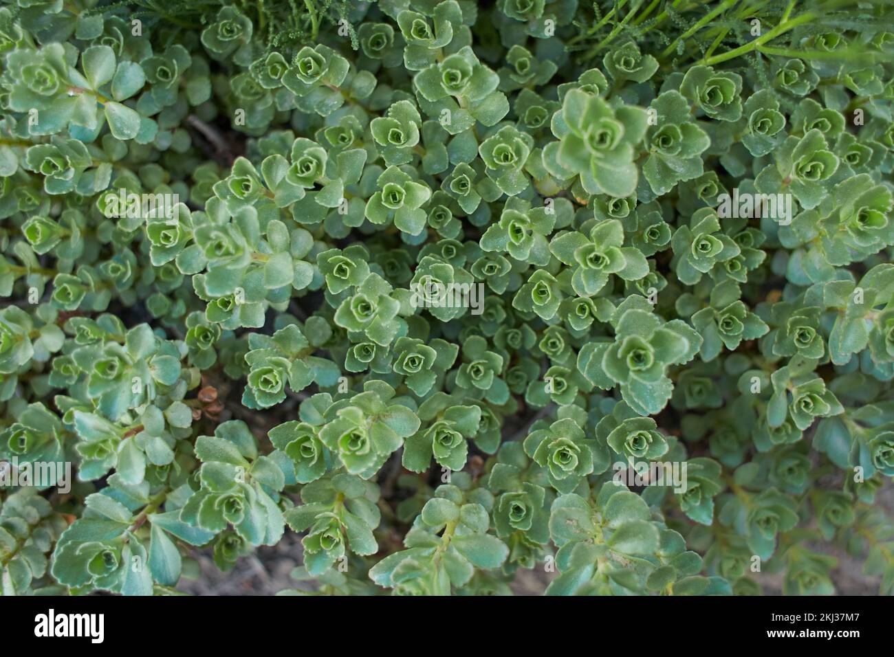 Green plant of ‘John Creech’ stonecrop, Sedum Spurium Summer Glory Green Roof Plants in the garden. Summer and spring time. Stock Photo