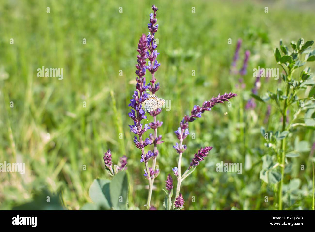 Purple flowers of Woodland sage, Common sage with butterfly in the garden. Summer and spring time. Stock Photo