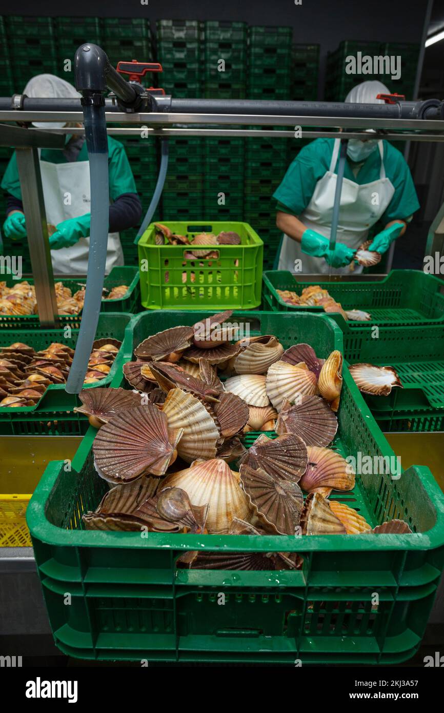 Cleaning and gutting of scallops in a shellfish treatment plant in Galicia Stock Photo