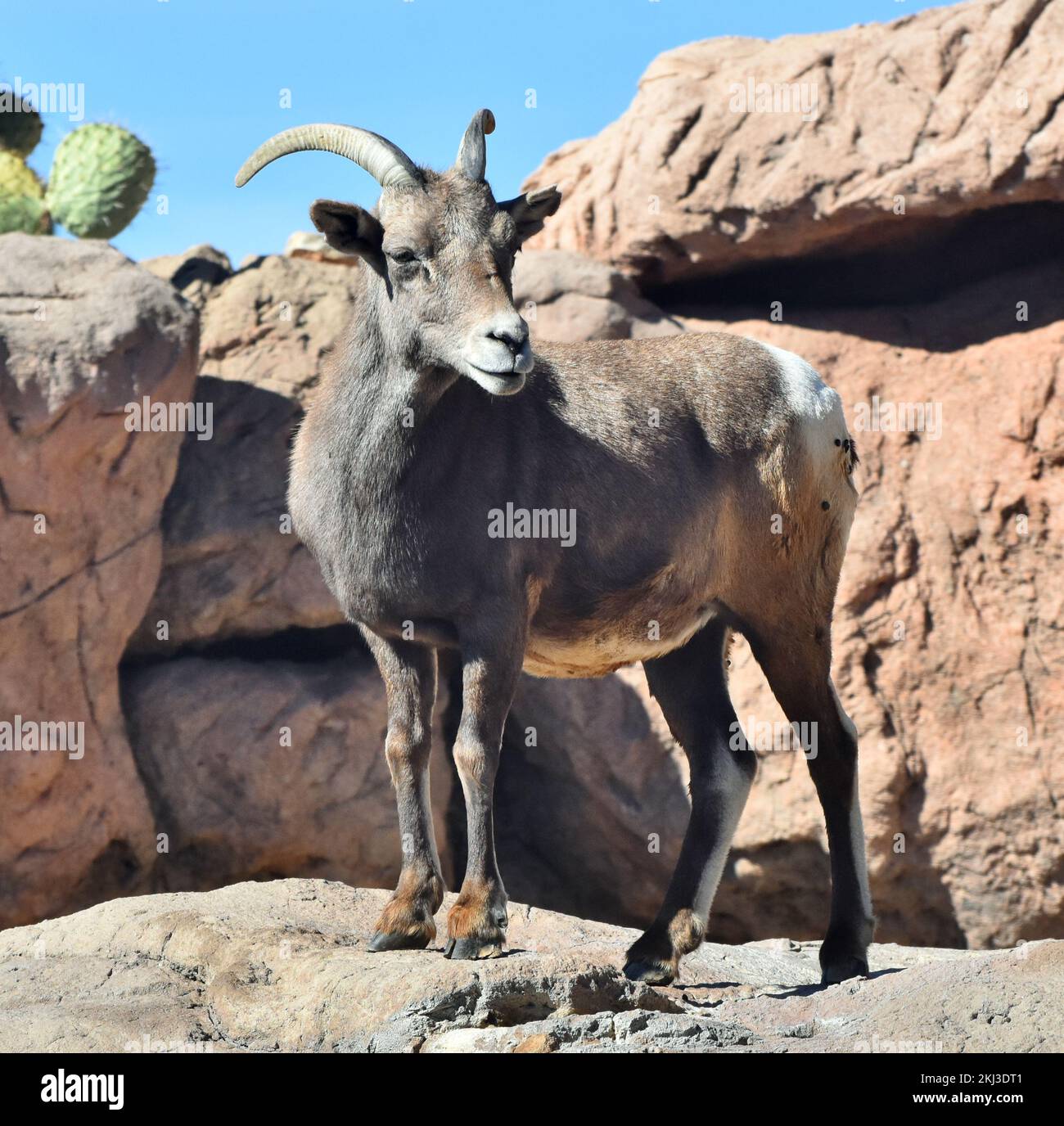A desert Bighorn Sheep (Ovis canadensis) in Tucson, Arizona's Sonoran Desert Stock Photo Alamy