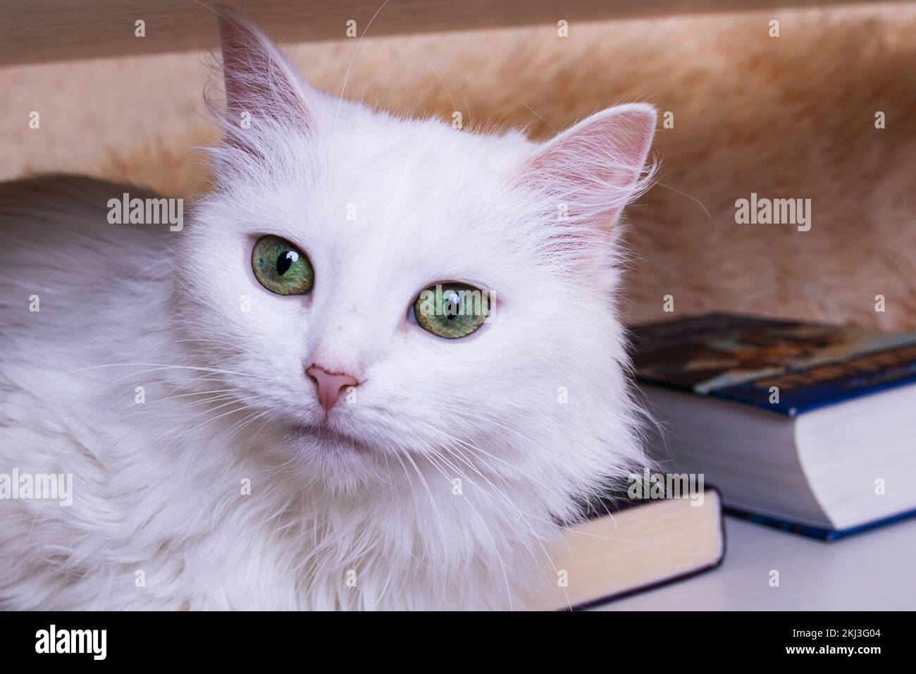 White cat with green eyes close up portrait Stock Photo - Alamy