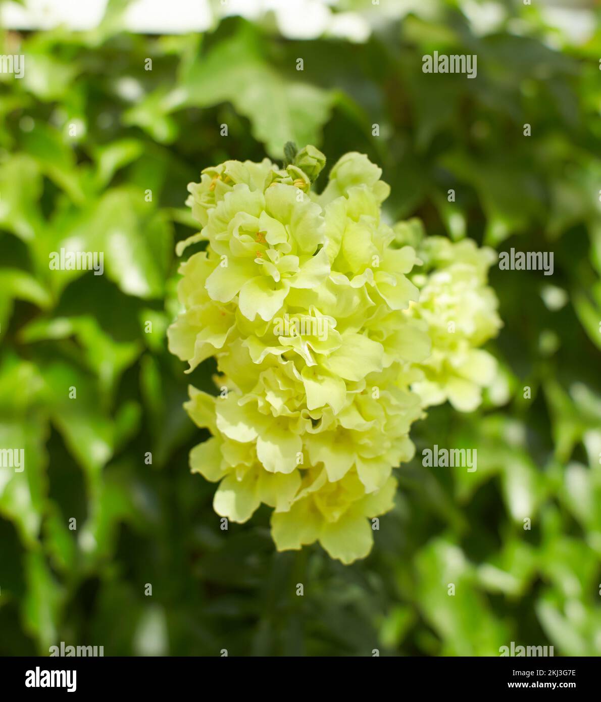 Yellow flower of Snapdragon, Antirrhinum majus in the garden. Summer and spring time. Stock Photo