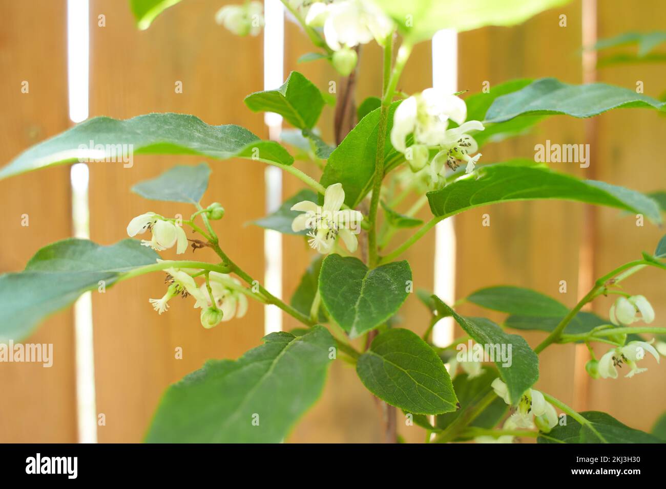 White flowers of Actinidia Polygama, kiwi in the garden. Summer and spring time. Stock Photo