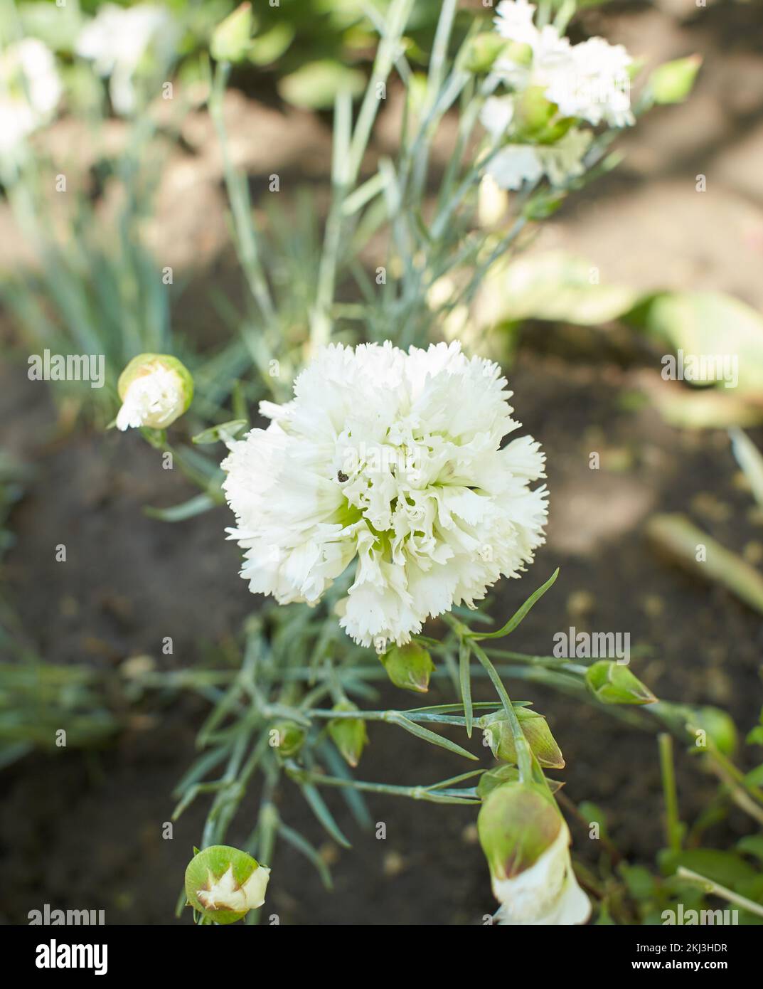White flowers of Dianthus 'Arctic Star' in the garden. Summer and spring time. Stock Photo