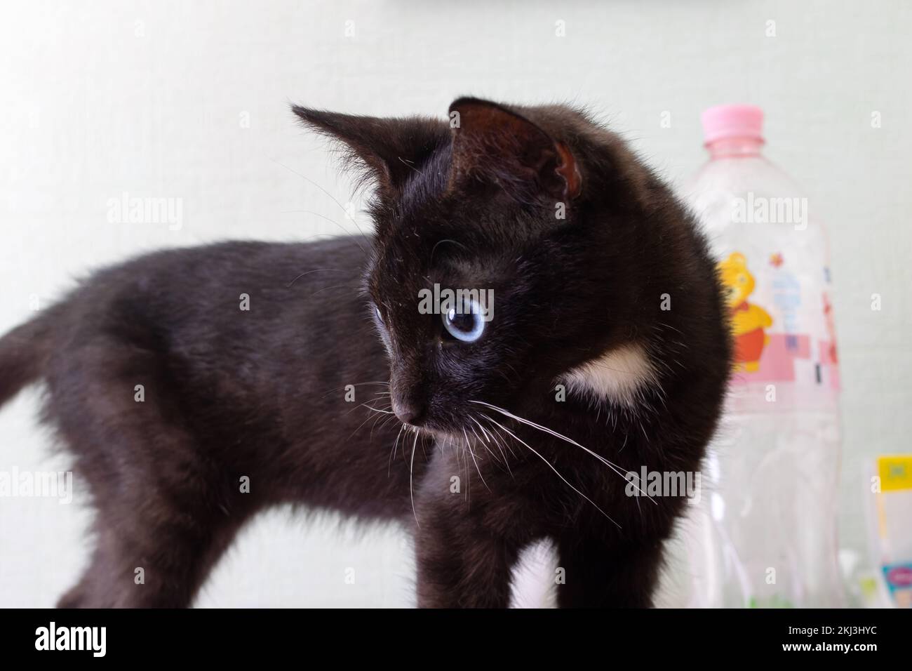 Black Cat With Blue Eyes Close Up Portrait Stock Photo Alamy 175-cute-gray-female-cat-names-whiskers-magoo-grey-cat-names-girl