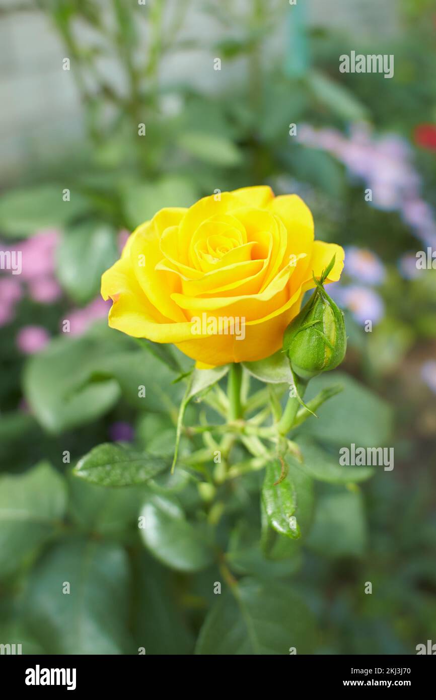 Yellow flowers of hybrid rose in the garden. Summer and spring time. Stock Photo