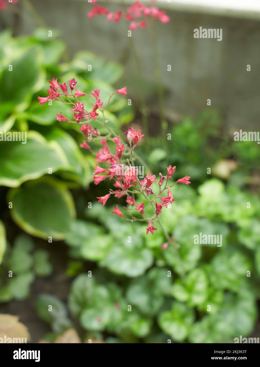 Red flowers of Heuchera sanguinea, rubescens in the garden. Summer and spring time. Stock Photo