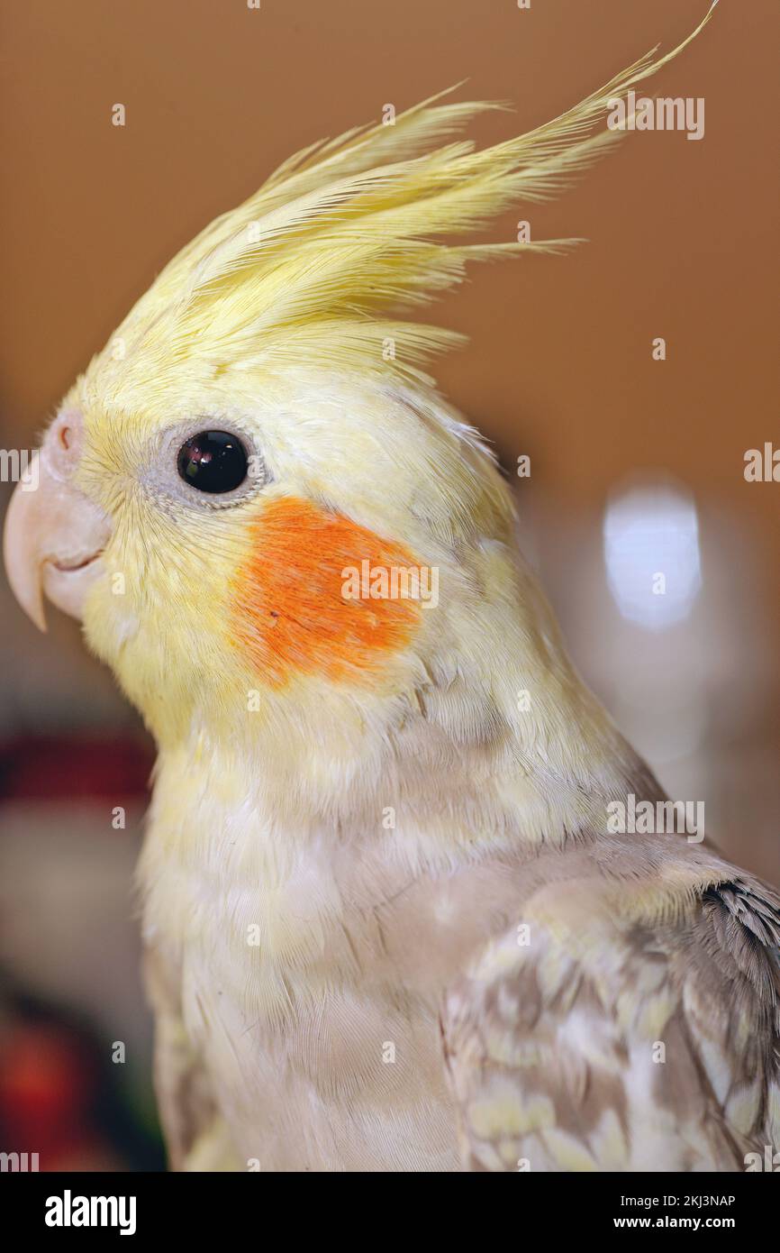 Cockatiel bird ready to take his picture Stock Photo