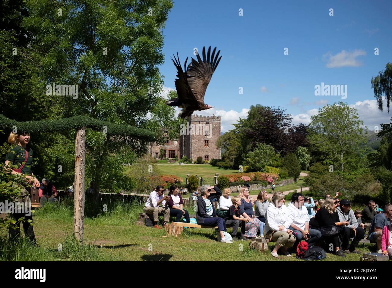 Hawk demonstration at Muncaster Castle in the Western Lake District. -  Hawk and Owl Centre Stock Photo
