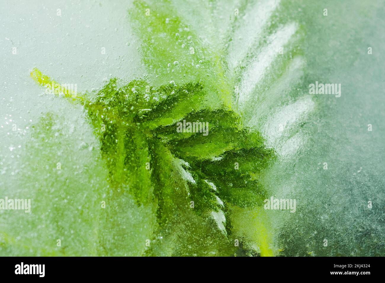 Green plants and herbs frozen in transparent ice. The concept of cryotherapy in cosmetologists and natural skin care, beauty background Stock Photo