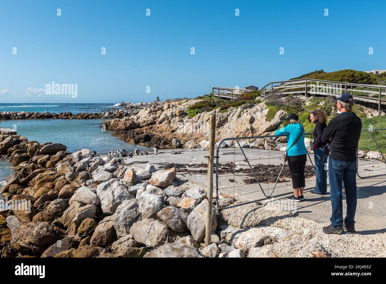 Bettys Bay, South Africa - Sep 20, 2022: Tourists viewing a group of Cape Penguins at Stony Point Nature Reserve in Bettys Bay Stock Photo