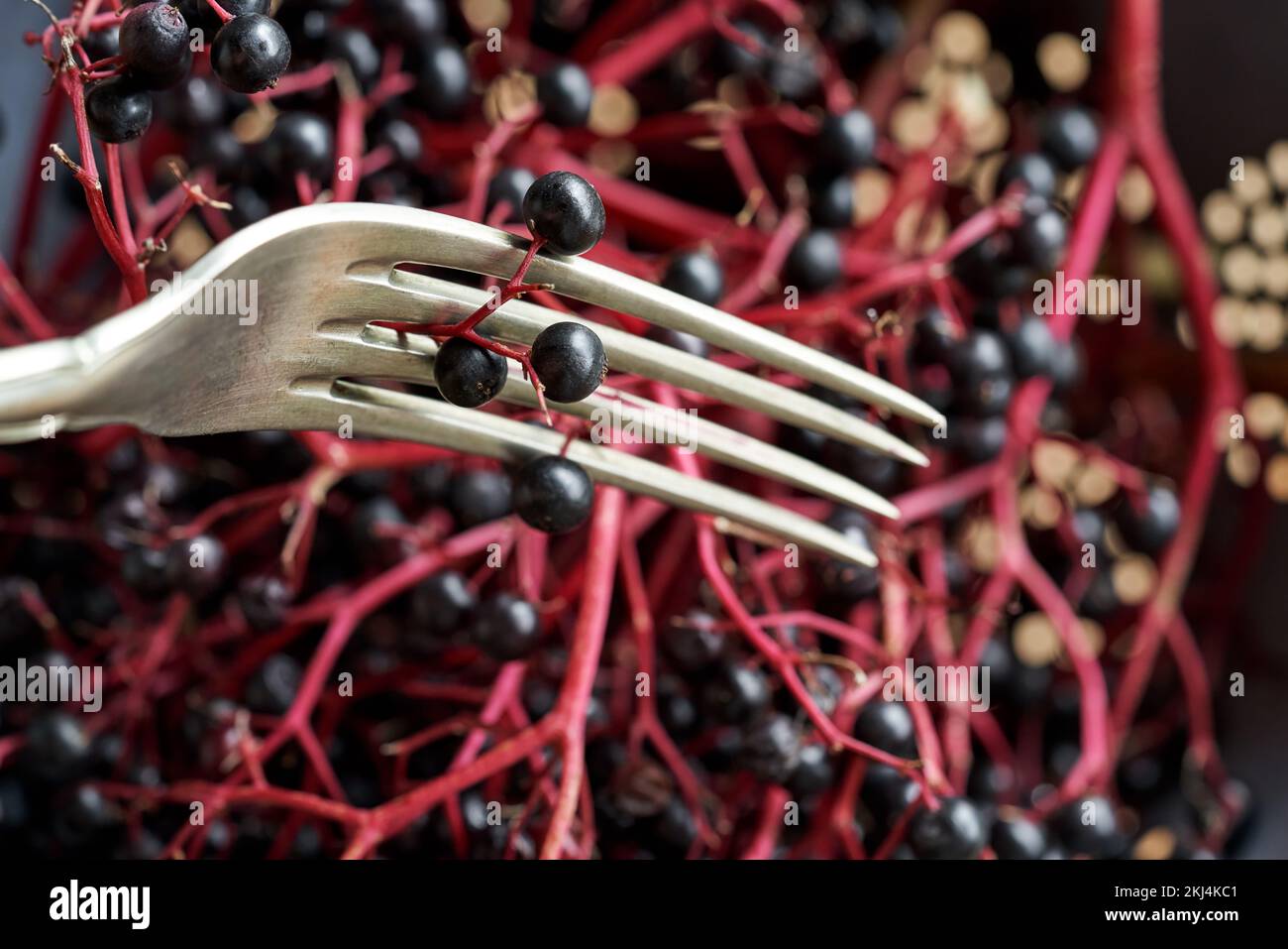 Picking fresh elderberries from a twig using a fork preparation of