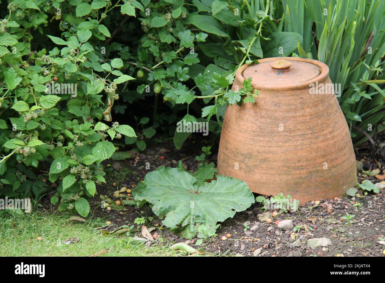 A Terracotta Forcing Pot for Growing a Rhubarb Plant. Stock Photo