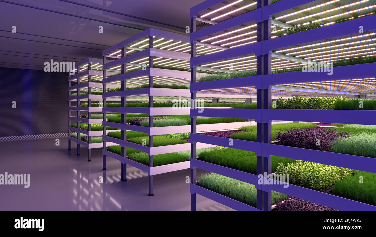 Indoor vertical farm. Hydroponic microgreens plant factory. Plants grow ...