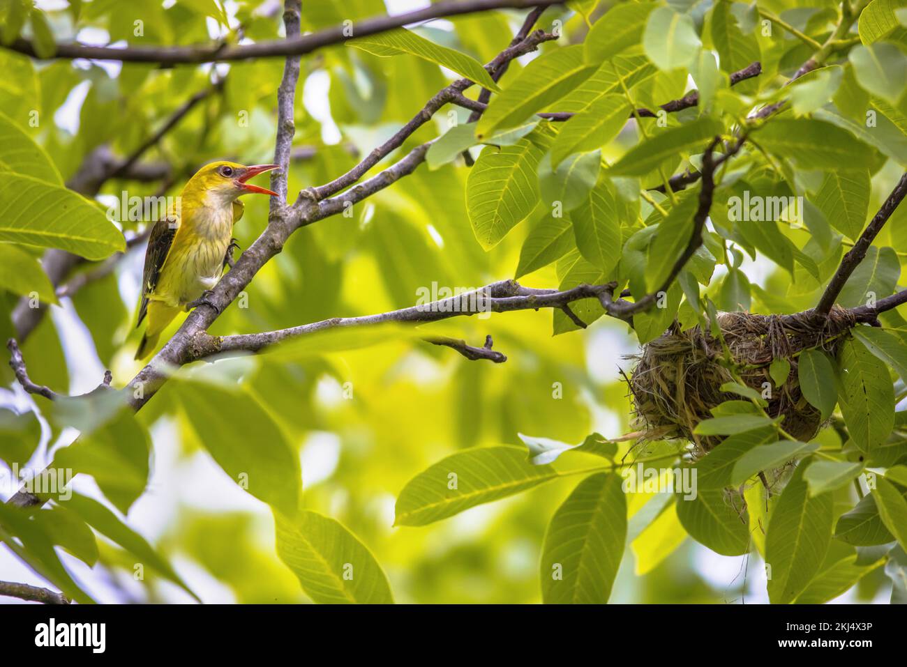 Female Eurasian golden oriole (Oriolus oriolus) near nest in nut tree. This bird has its breeding  habitat in wet natural areas in Europe. Bulgaria.Wi Stock Photo