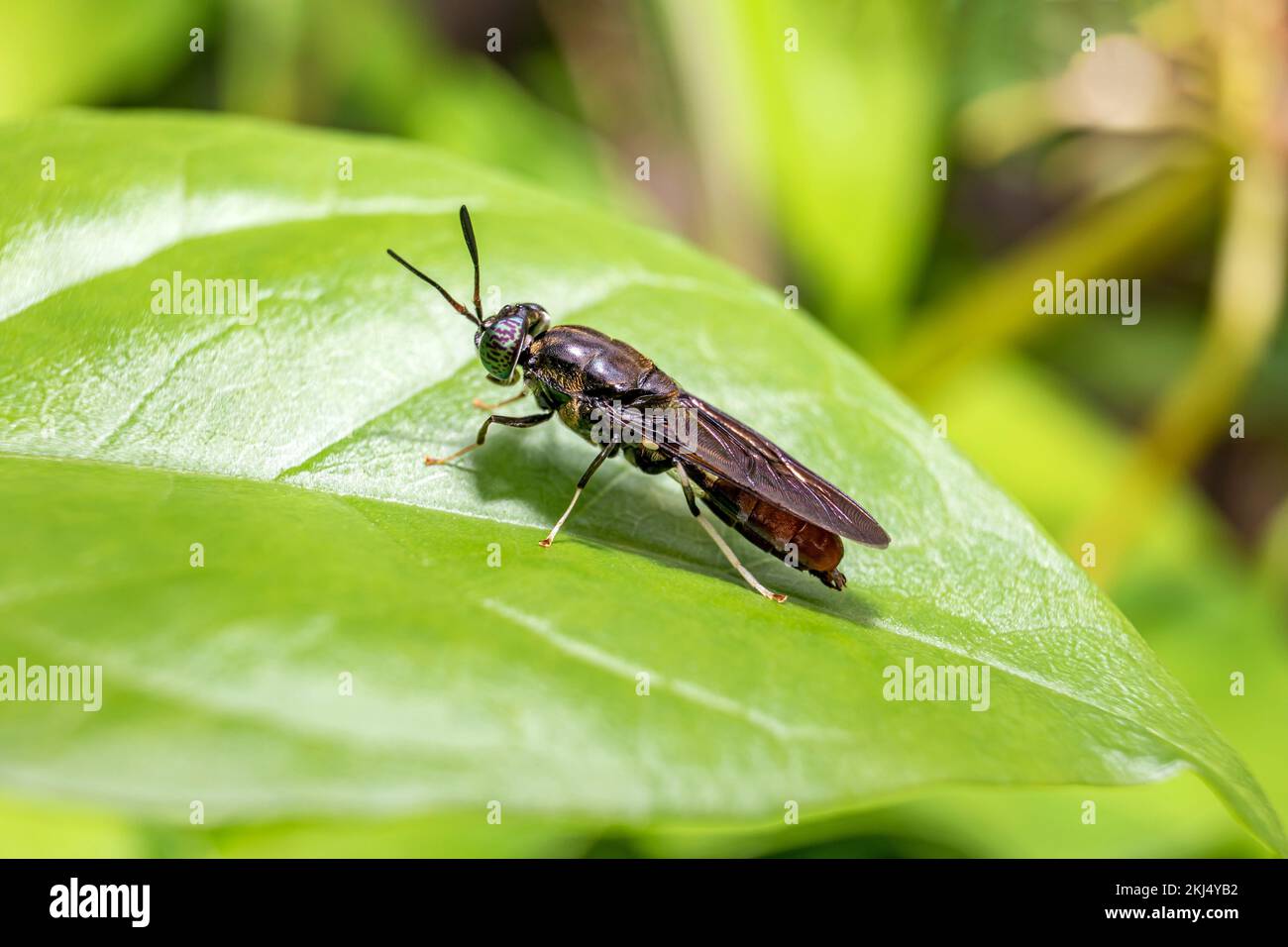 A closeup of a soldier fly isolated on a fresh green leaf Stock Photo