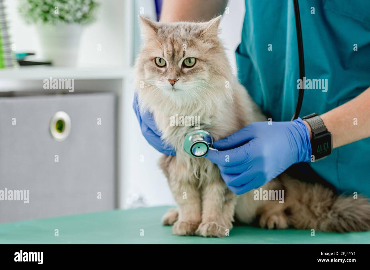 Man veterinarian listening cat with stethoscope during appointment in ...