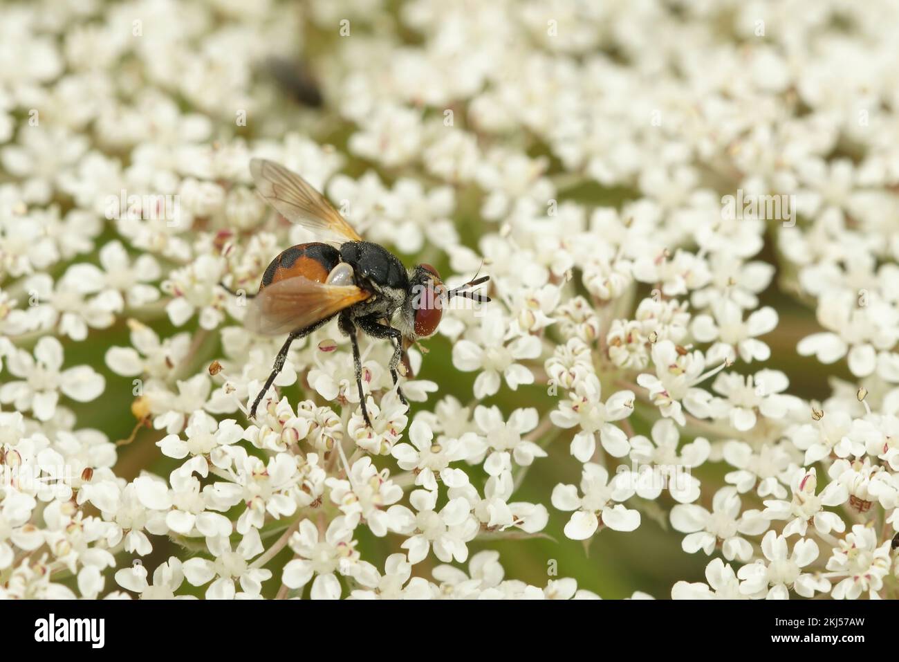 Natural closeup on a small Tachinid fly, Gymnosoma nudifrons sitting on white flower Stock Photo