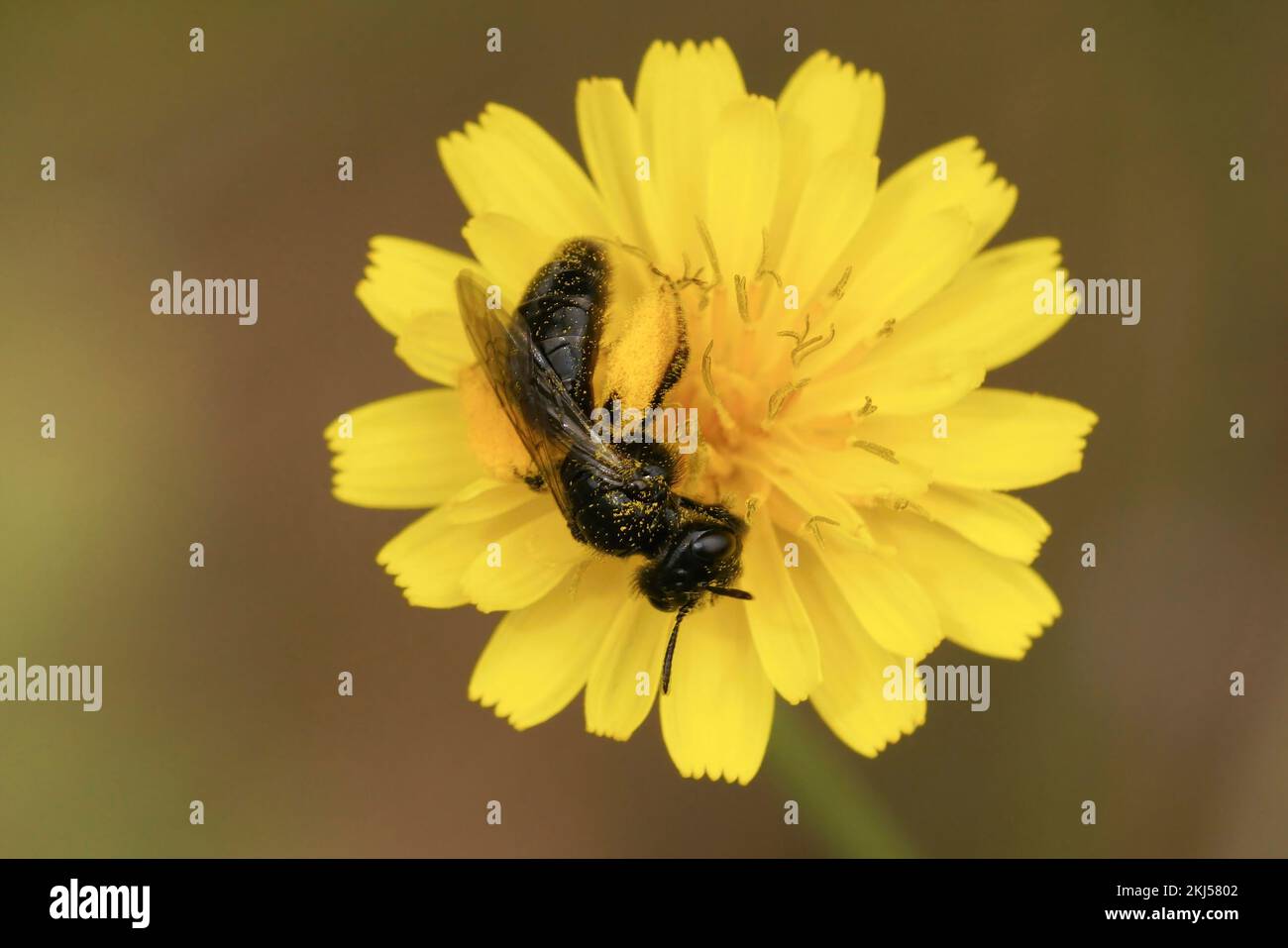 Natural closeup on a small dark shaggy solitary bee, Panurgus banksianus , sitting on a yellow flower Stock Photo