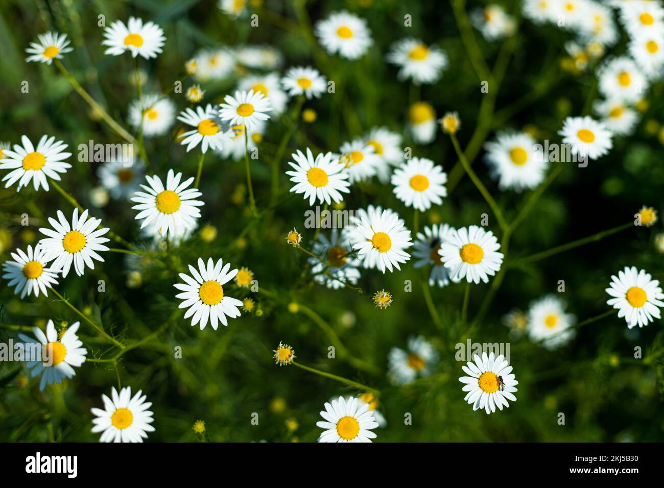 Yellow and 2024 white daisy