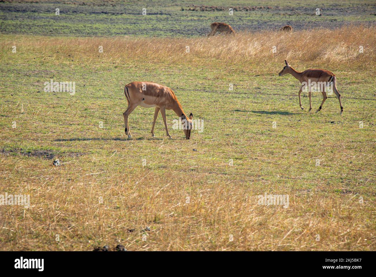 African Deer Wildlife of Zambia Africa in Chaminuka National Park Stock Photo