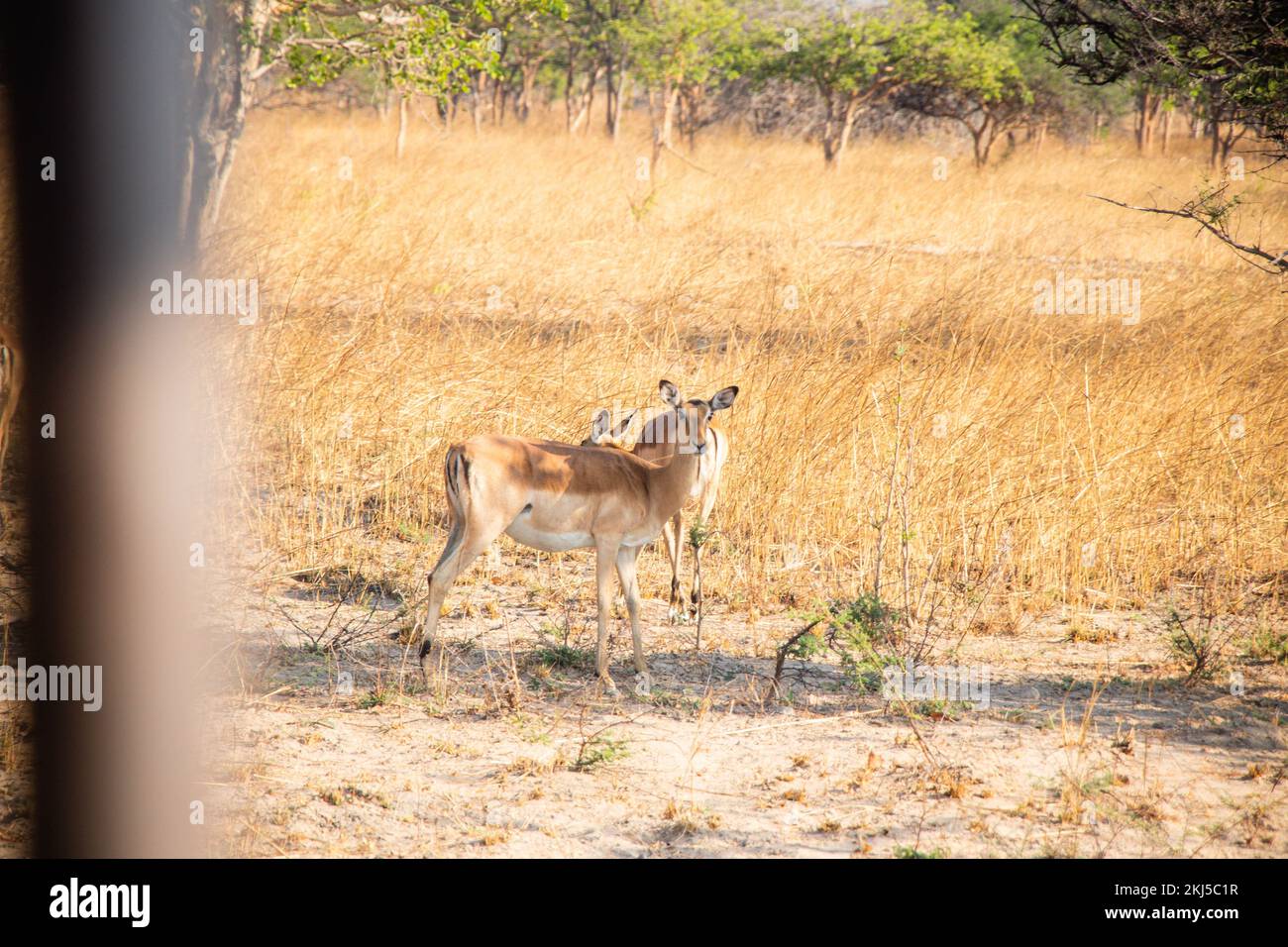 African Deer Wildlife of Zambia Africa in Chaminuka National Park Stock Photo