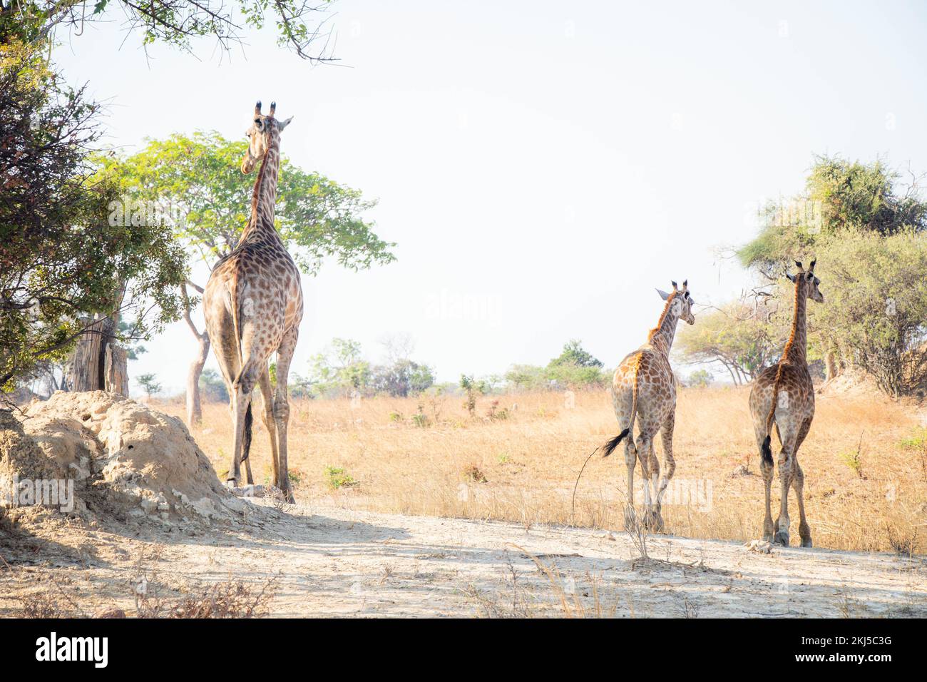 Giraffe and Wildlife of Zambia Africa in Chaminuka National Park Stock Photo