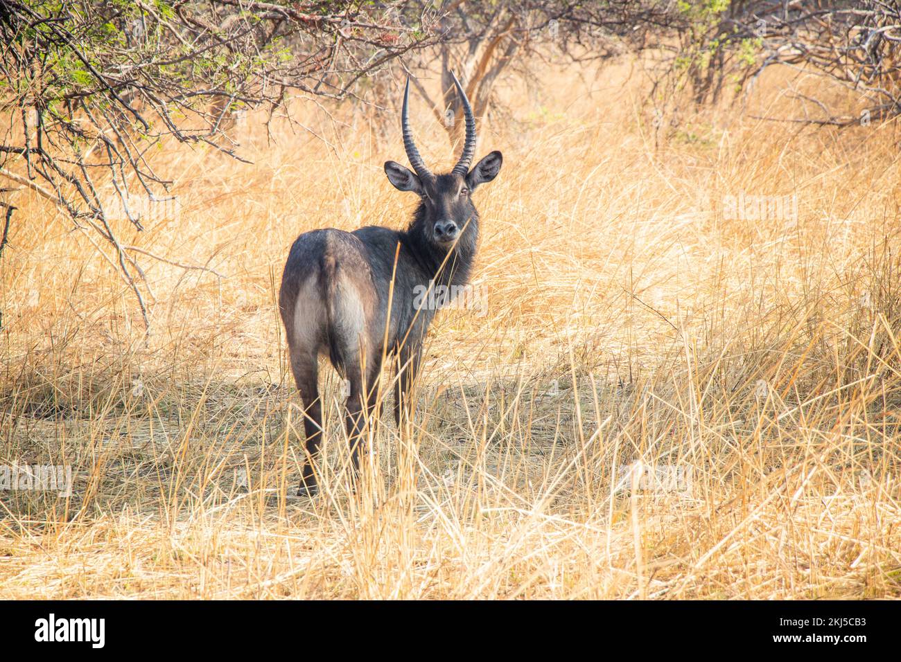 Wildlife of Zambia Africa in Chaminuka National Park Stock Photo - Alamy