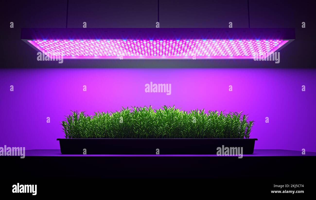 Green rosemary plant under LED grow light. 3d illustration Stock Photo