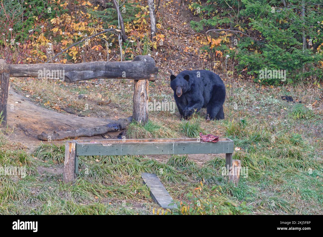 An american black bear (Ursus americanus), also called a baribal, in the forest of Quebec, Canada Stock Photo