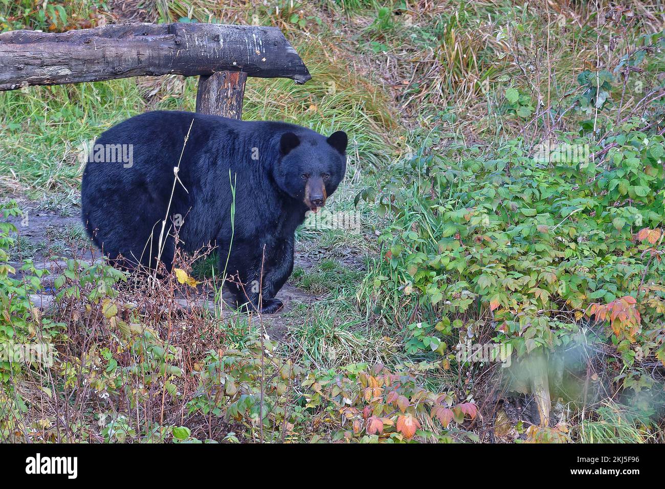 An american black bear (Ursus americanus), also called a baribal, in the forest of Quebec, Canada Stock Photo