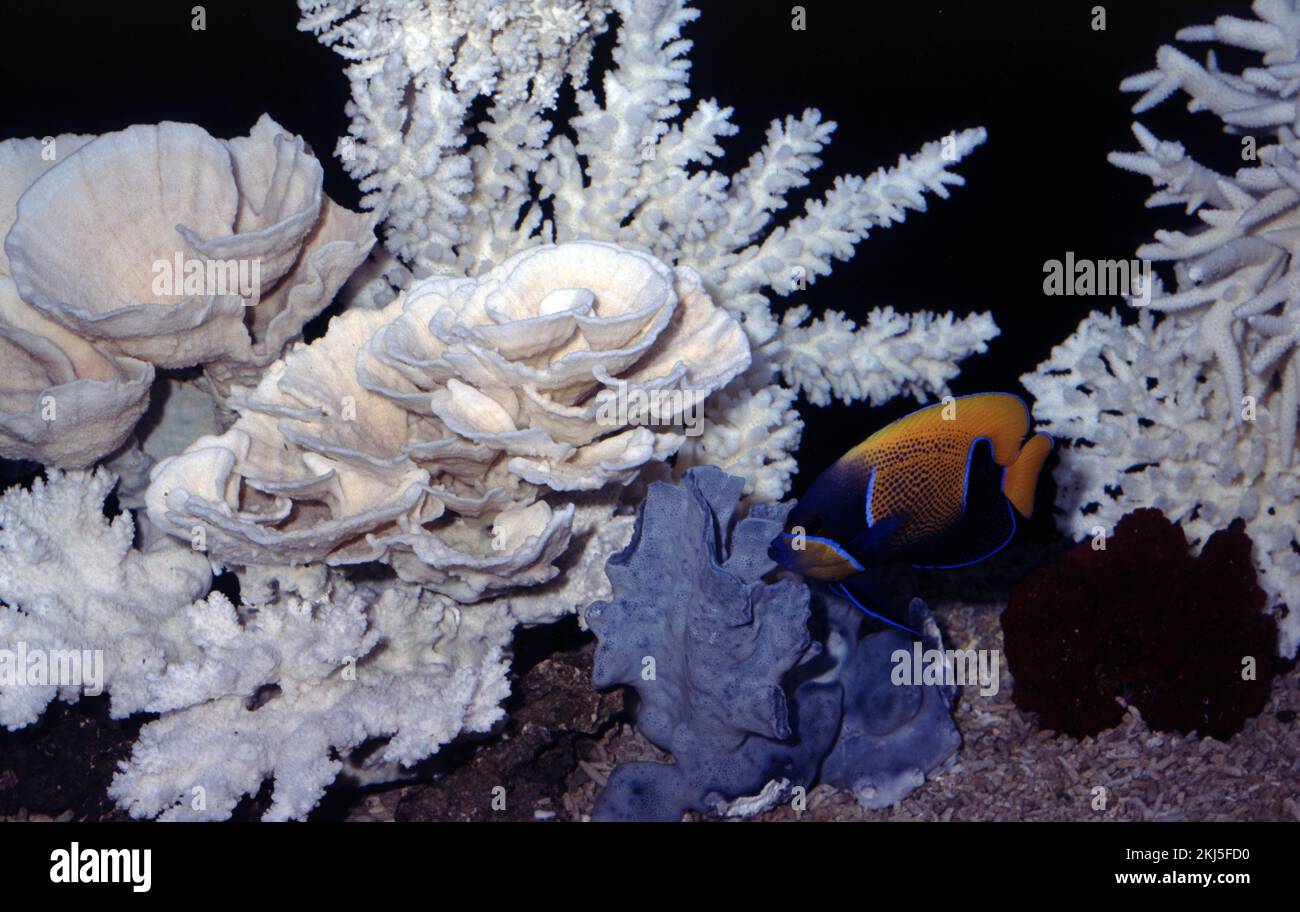 Vintage marine reef aquarium with stony corals skeletons and Pomacanthus navarchus, the blue-girdled angelfish or majestic angelfish Stock Photo