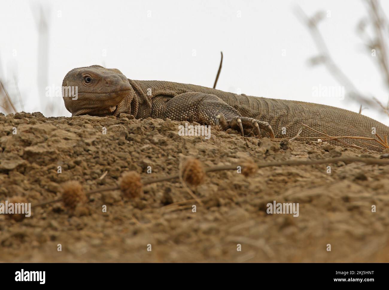 Common Indian Monitor (Varanus bengalensis) adult resting on top of