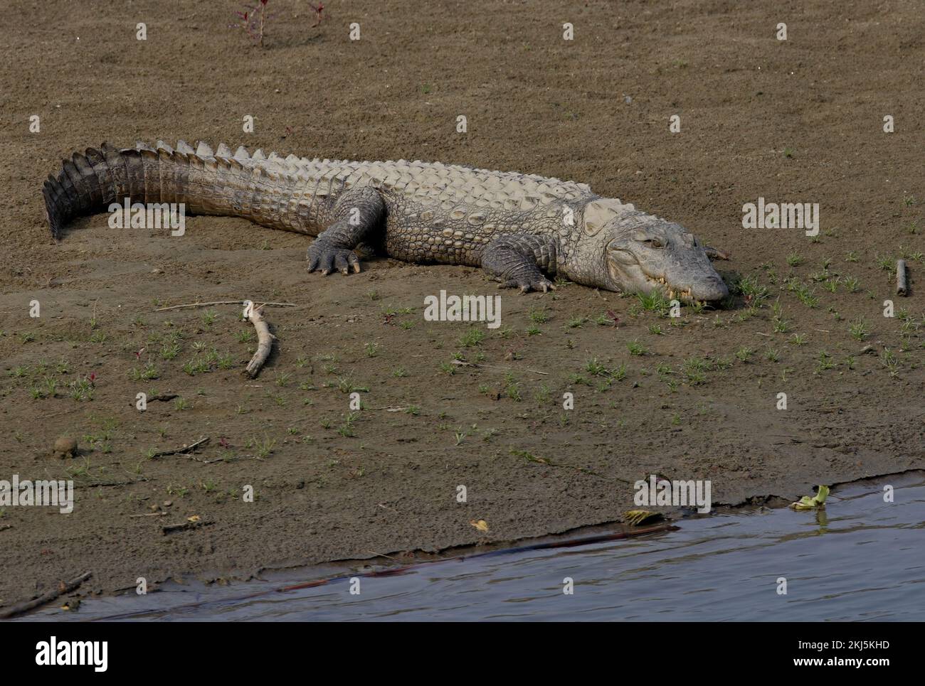 Mugger or Marsh Crocodile (Crocodylus palustris) adult resting on sandbank  Chitwan NP, Nepal           January Stock Photo