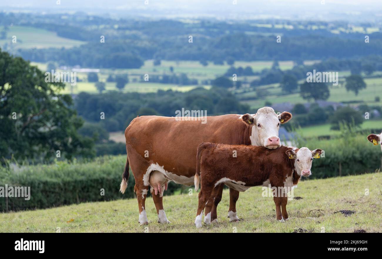 Pedigree Hereford cows and calves grazing in upland pasture near Kirkby Lonsdale, Cumbria, UK. Stock Photo