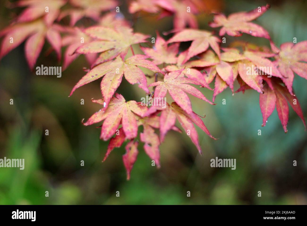 Closeup shot tree leaf hi-res stock photography and images - Alamy