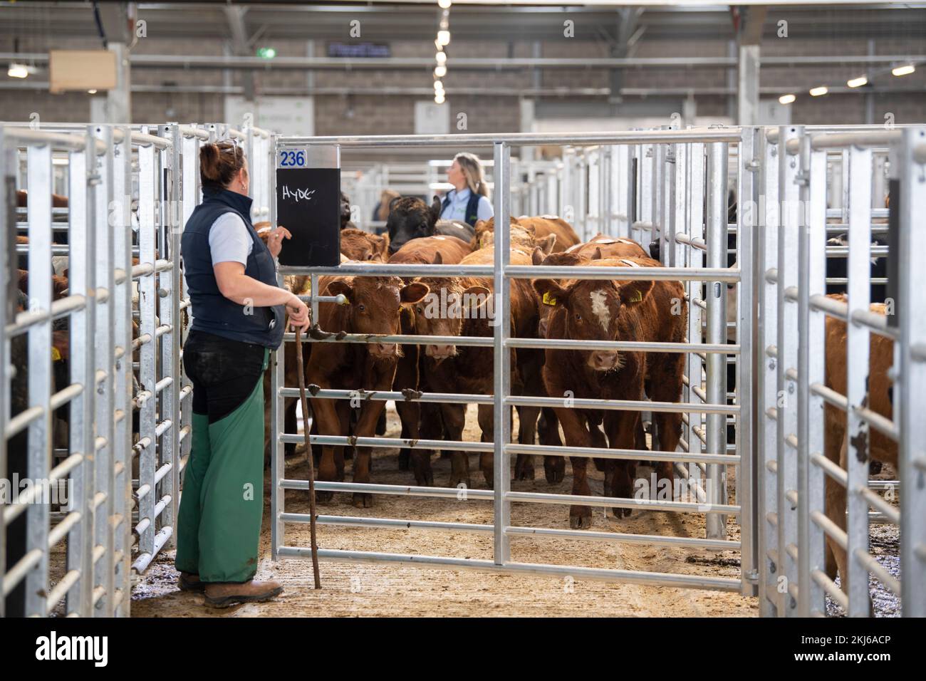 Beef cattle penned up at a livestock auction mart, Co. Durham, UK Stock Photo Alamy