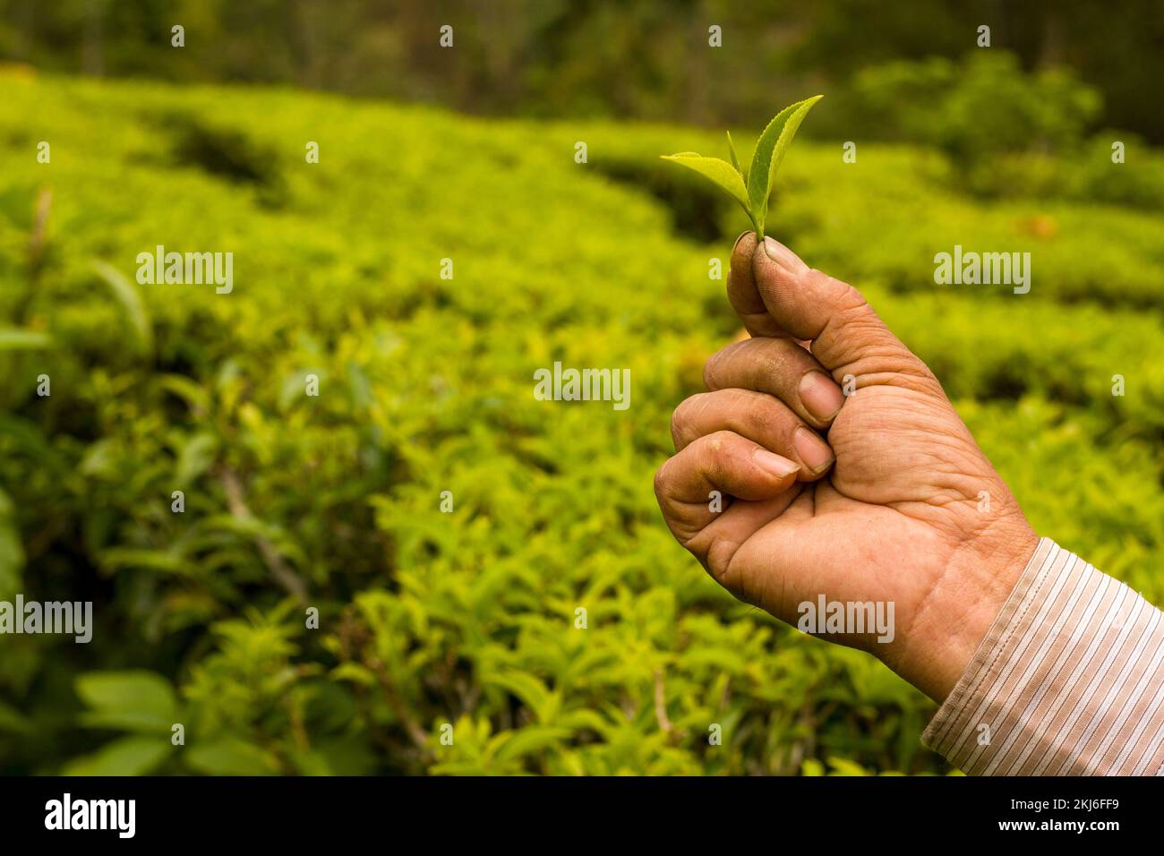 Tea Leaf High Quality Tea Tips and Leaf in Farmer Hand in Nepal Stock