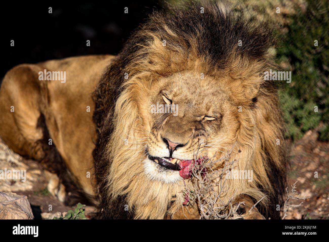 4k animals hi-res stock photography and images - Alamy