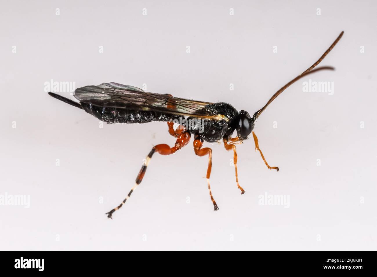 Itoplectis alternans (Ichneumonidae) - adult female pimpline ichneumon ...